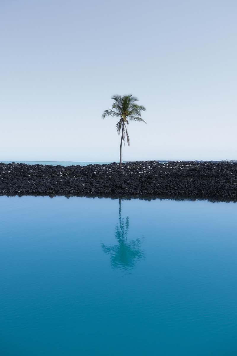 palm tree palm tree at the shore during day arecaceae